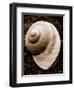 Sea Gallery II-Boyce Watt-Framed Art Print