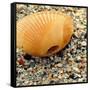 Sea Glass I-Lisa Hill Saghini-Framed Stretched Canvas