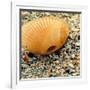 Sea Glass I-Lisa Hill Saghini-Framed Photographic Print