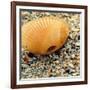 Sea Glass I-Lisa Hill Saghini-Framed Photographic Print