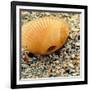 Sea Glass I-Lisa Hill Saghini-Framed Photographic Print