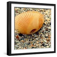 Sea Glass I-Lisa Hill Saghini-Framed Photographic Print