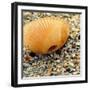 Sea Glass I-Lisa Hill Saghini-Framed Photographic Print