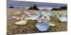 Sea Glass, Mendocino, California-Art Wolfe-Mounted Art Print