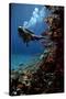Sea Goldie Fish And a Scuba Diver-Peter Scoones-Stretched Canvas