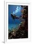 Sea Goldie Fish And a Scuba Diver-Peter Scoones-Framed Photographic Print