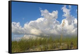 Sea grass and oats frame the dramatic cloudy sky-Sheila Haddad-Framed Stretched Canvas