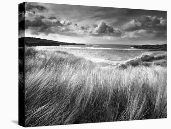 Sea Grass-Stephen Gassman-Stretched Canvas