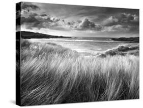 Sea Grass-Stephen Gassman-Stretched Canvas