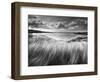 Sea Grass-Stephen Gassman-Framed Art Print