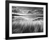 Sea Grass-Stephen Gassman-Framed Art Print