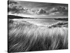 Sea Grass-Stephen Gassman-Stretched Canvas