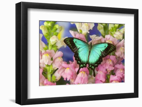 Sea Green Swallowtail Butterfly, Papilio-Darrell Gulin-Framed Photographic Print