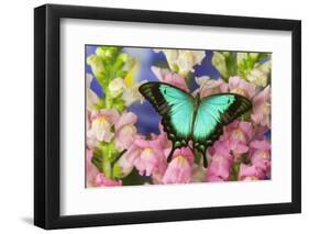 Sea Green Swallowtail Butterfly, Papilio-Darrell Gulin-Framed Photographic Print