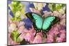 Sea Green Swallowtail Butterfly, Papilio-Darrell Gulin-Mounted Photographic Print