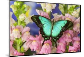 Sea Green Swallowtail Butterfly, Papilio-Darrell Gulin-Mounted Photographic Print