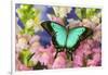 Sea Green Swallowtail Butterfly, Papilio-Darrell Gulin-Framed Photographic Print