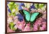 Sea Green Swallowtail Butterfly, Papilio-Darrell Gulin-Framed Photographic Print