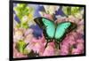 Sea Green Swallowtail Butterfly, Papilio-Darrell Gulin-Framed Photographic Print