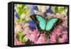 Sea Green Swallowtail Butterfly, Papilio-Darrell Gulin-Framed Stretched Canvas