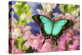 Sea Green Swallowtail Butterfly, Papilio-Darrell Gulin-Stretched Canvas