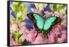 Sea Green Swallowtail Butterfly, Papilio-Darrell Gulin-Framed Stretched Canvas