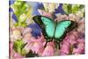 Sea Green Swallowtail Butterfly, Papilio-Darrell Gulin-Stretched Canvas