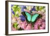 Sea Green Swallowtail Butterfly, Papilio-Darrell Gulin-Framed Photographic Print