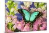 Sea Green Swallowtail Butterfly, Papilio-Darrell Gulin-Mounted Photographic Print