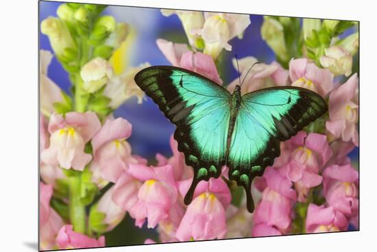 Sea Green Swallowtail Butterfly, Papilio-Darrell Gulin-Mounted Premium Photographic Print