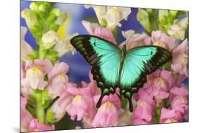 Sea Green Swallowtail Butterfly, Papilio-Darrell Gulin-Mounted Premium Photographic Print