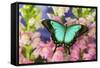 Sea Green Swallowtail Butterfly, Papilio-Darrell Gulin-Framed Stretched Canvas