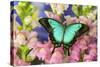 Sea Green Swallowtail Butterfly, Papilio-Darrell Gulin-Stretched Canvas