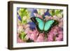 Sea Green Swallowtail Butterfly, Papilio-Darrell Gulin-Framed Photographic Print