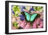 Sea Green Swallowtail Butterfly, Papilio-Darrell Gulin-Framed Photographic Print