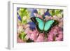 Sea Green Swallowtail Butterfly, Papilio-Darrell Gulin-Framed Photographic Print