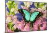 Sea Green Swallowtail Butterfly, Papilio-Darrell Gulin-Mounted Photographic Print