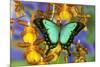 Sea Green Swallowtail Butterfly, Papilio-Darrell Gulin-Mounted Photographic Print