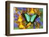 Sea Green Swallowtail Butterfly, Papilio-Darrell Gulin-Framed Photographic Print