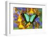 Sea Green Swallowtail Butterfly, Papilio-Darrell Gulin-Framed Photographic Print