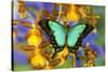 Sea Green Swallowtail Butterfly, Papilio-Darrell Gulin-Stretched Canvas