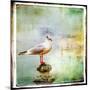 Sea Gull-Artistic Retro Styled Picture-Maugli-l-Mounted Art Print