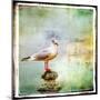 Sea Gull-Artistic Retro Styled Picture-Maugli-l-Mounted Premium Giclee Print