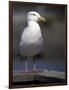 Sea Gull on Railing, La Conner, Washington, USA-Jamie & Judy Wild-Framed Photographic Print