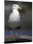 Sea Gull on Railing, La Conner, Washington, USA-Jamie & Judy Wild-Mounted Photographic Print