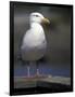 Sea Gull on Railing, La Conner, Washington, USA-Jamie & Judy Wild-Framed Photographic Print