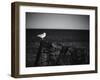 Sea Gull-John Gusky-Framed Photographic Print