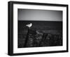 Sea Gull-John Gusky-Framed Photographic Print