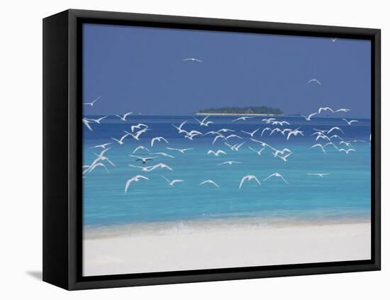 Sea Gulls and Resort, the Maldives, Indian Ocean-Sakis Papadopoulos-Framed Stretched Canvas