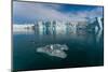 Sea gulls on ice floe in arctic waters fronting Lilliehook Glacier. Spitsbergen Island, Norway.-Sergio Pitamitz-Mounted Photographic Print